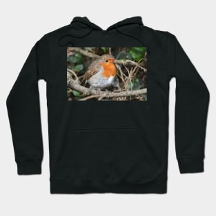 Robin, my regular garden visitor Hoodie